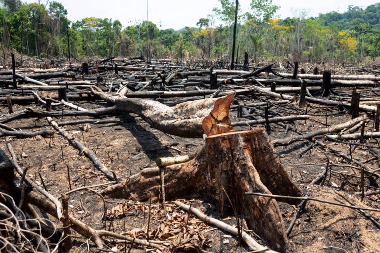 deforestation ghana 768x512